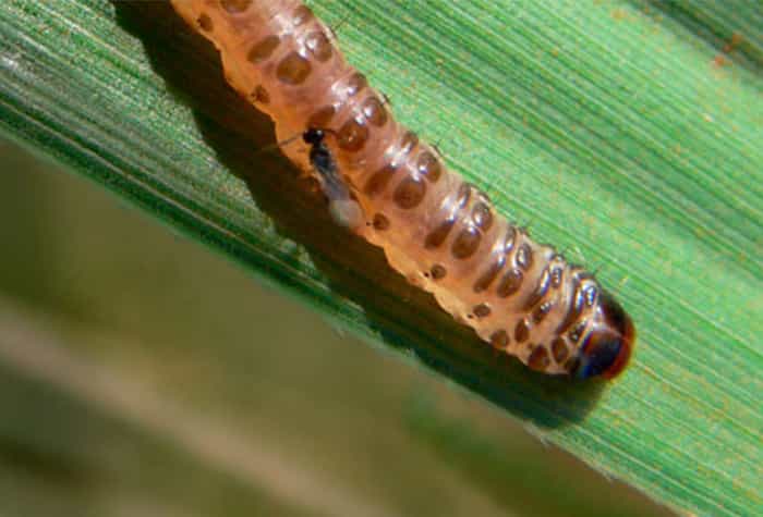 Broca Peluda Larva