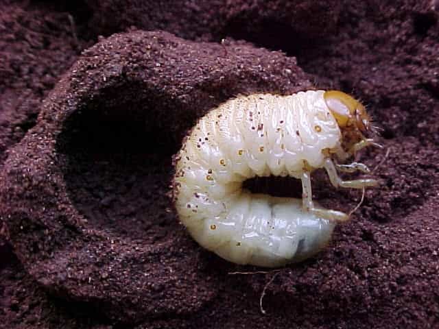 Coró da Cana Larva