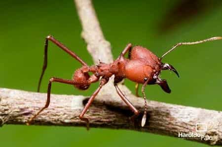 Formiga Cortadeira